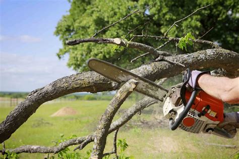 best tree trimming service near me